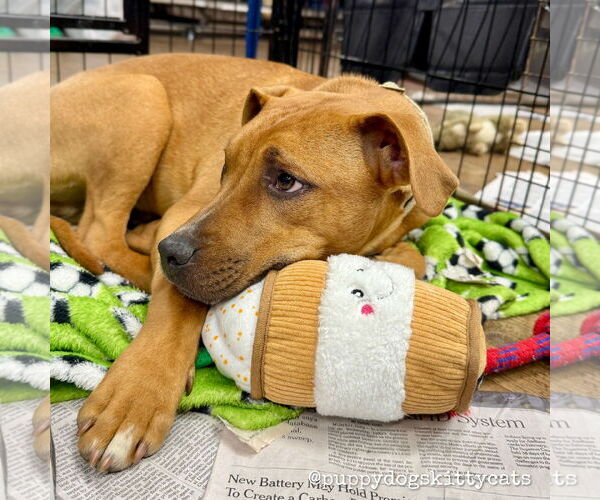 Medium Photo #8 Bulldog-Labrador Retriever Mix Puppy For Sale in Tarrytown, GA, USA