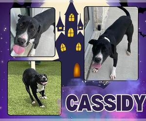 American Pit Bull Terrier Dogs for adoption in Pearland, TX, USA