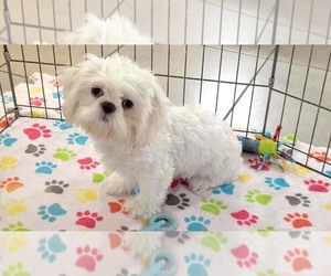 Shih Tzu Puppy for sale in ORO VALLEY, AZ, USA