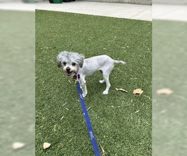 Medium Photo #4 Maltese-Unknown Mix Puppy For Sale in Corona, CA, USA