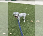 Small #3 Maltese Mix