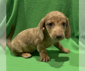 Dachshund Puppy for sale in LAWSON, MO, USA