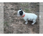 Small Photo #6 French Bulldog Puppy For Sale in ROCK ISLAND, TN, USA