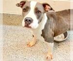 Small #1 American Pit Bull Terrier