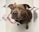 Small #8 American Staffordshire Terrier