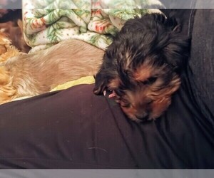 Yorkshire Terrier Puppy for Sale in JOHNSTOWN, Pennsylvania USA