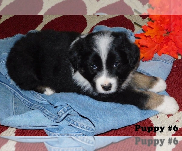 Medium Photo #1 Australian Shepherd Puppy For Sale in PLAINVIEW, TX, USA