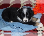 Small Photo #1 Australian Shepherd Puppy For Sale in PLAINVIEW, TX, USA