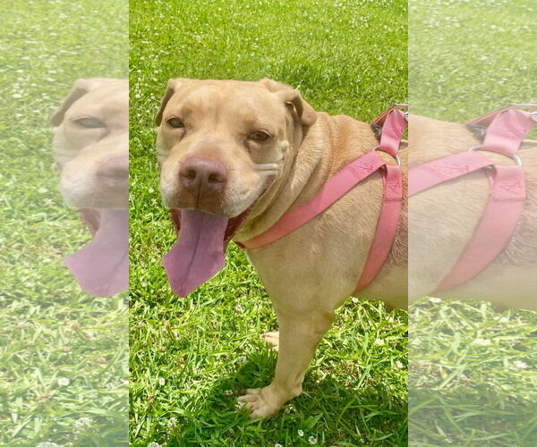 Medium Photo #20 American Pit Bull Terrier-Unknown Mix Puppy For Sale in Oakhurst, NJ, USA