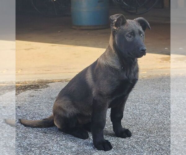 Medium Photo #2 Belgian Malinois Puppy For Sale in STRASBURG, PA, USA