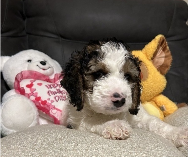 Medium Photo #3 Bernedoodle Puppy For Sale in ELK GROVE, CA, USA