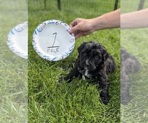 Bernedoodle Puppy for Sale in BROWNSTOWN, Indiana USA