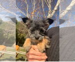 Small #11 Shih Tzu Mix