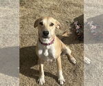Small #2 Labrador Retriever Mix