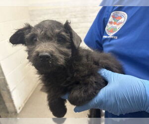 Chow Chow-Unknown Mix Dogs for adoption in San Bernardino, CA, USA