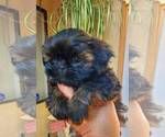 Small Photo #3 Shih Tzu Puppy For Sale in SPG VALLEY LK, CA, USA