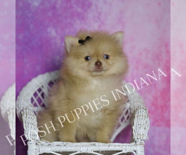 Medium Photo #7 Pomeranian Puppy For Sale in WARSAW, IN, USA