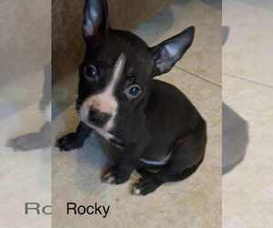 American Staffordshire Terrier-Unknown Mix Dogs for adoption in NEWPORT NH, NH, USA