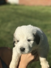 Great Pyrenees Puppy for sale in JARVISBURG, NC, USA