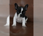 Puppy Peanut French Bulldog