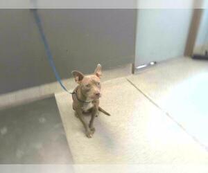 American Staffordshire Terrier-Unknown Mix Dogs for adoption in Tallahassee, FL, USA