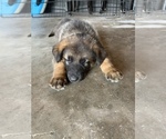 Small Photo #13 German Shepherd Dog Puppy For Sale in GRAND ISLAND, FL, USA