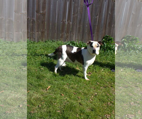 Medium Photo #1 Mutt Puppy For Sale in Jackson, MS, USA