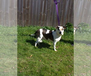 Mutt Dogs for adoption in Jackson, MS, USA