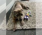 Small #3 Dachshund Mix