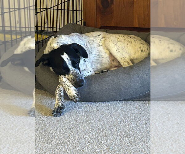 Medium Photo #14 Pointer-Unknown Mix Puppy For Sale in Brewster, NY, USA
