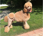 Small Photo #1 Bordoodle-Poodle (Standard) Mix Puppy For Sale in HUNTINGDON VALLEY, PA, USA