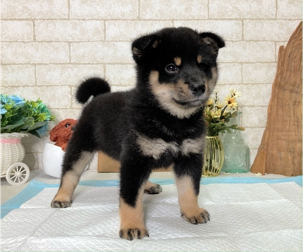 Medium Photo #6 Shiba Inu Puppy For Sale in WASHINGTON, DC, USA