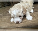 Puppy Puppy 3 Maltipoo