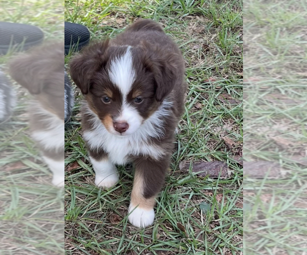 Medium Photo #2 Miniature Australian Shepherd Puppy For Sale in TERRELL, TX, USA