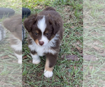 Small #1 Miniature Australian Shepherd