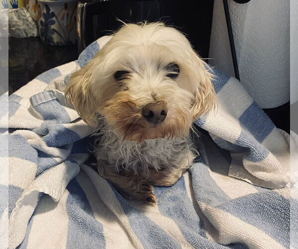 Medium Photo #3 Maltese Puppy For Sale in Spring, TX, USA