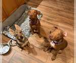 Small Photo #4 Australian Kelpie-German Shepherd Dog Mix Puppy For Sale in Cave Creek, AZ, USA