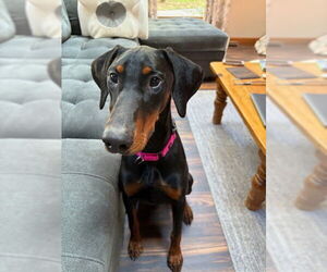 Doberman Pinscher Dogs for adoption in Aurora, OH, USA