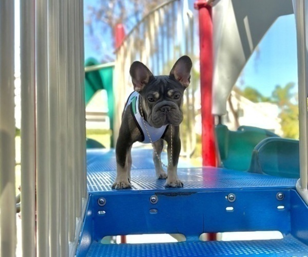 Medium Photo #5 French Bulldog Puppy For Sale in CORPUS CHRISTI, TX, USA