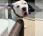 Small #1 American Pit Bull Terrier Mix