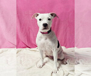 Princess - Female American Pit Bull Terrier-Unknown Mix Dog for Adoption - Photo #2