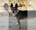 Small #1 Jack Russell Terrier Mix