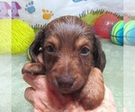 Small #2 Dachshund