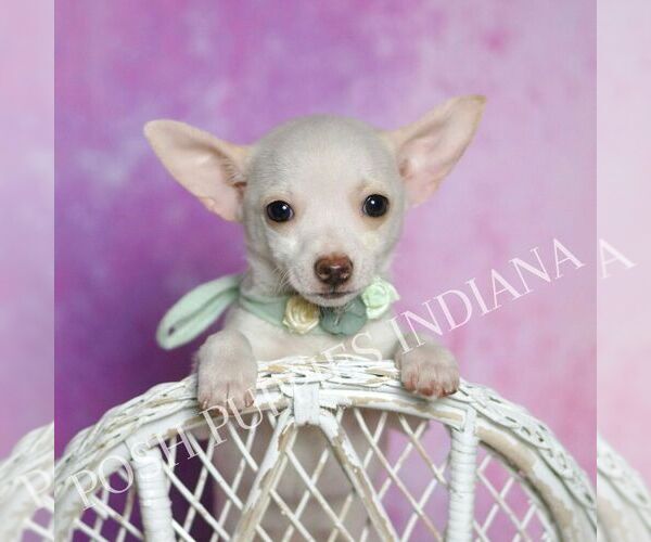 Medium Photo #8 Chihuahua Puppy For Sale in WARSAW, IN, USA