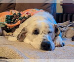 Small #7 Great Pyrenees Mix