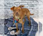 Small #1 Miniature Pinscher Mix