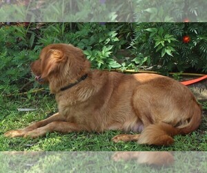 Mother of the Goldendoodle puppies born on 04/24/2023