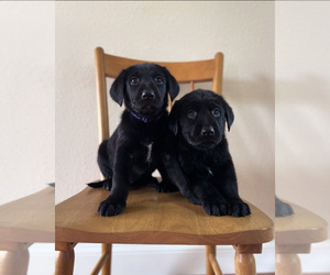 Shepradors Puppy for sale in COLTON, OR, USA