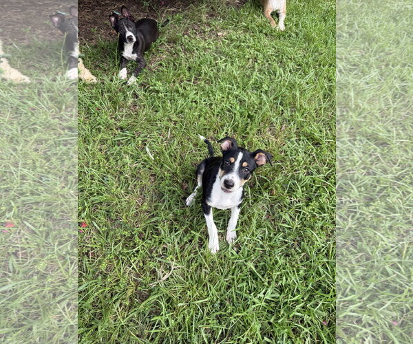 Medium Photo #2 Rat Terrier-Unknown Mix Puppy For Sale in Oakhurst, NJ, USA