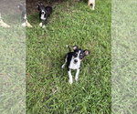 Small #1 Rat Terrier Mix